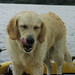chicagodogpads posted a photo: chicagodogpads posted a photo: