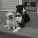 chicagodogpads posted a photo: chicagodogpads posted a photo: