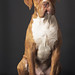 chicagodogpads posted a photo: chicagodogpads posted a photo: