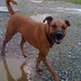 chicagodogpads posted a photo: chicagodogpads posted a photo: