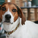 chicagodogpads posted a photo: chicagodogpads posted a photo: