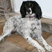 chicagodogpads posted a photo: chicagodogpads posted a photo: