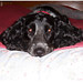chicagodogpads posted a photo: chicagodogpads posted a photo: