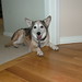 chicagodogpads posted a photo: chicagodogpads posted a photo: