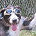 chicagodogpads posted a photo: chicagodogpads posted a photo: