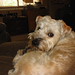 chicagodogpads posted a photo: chicagodogpads posted a photo: