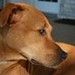chicagodogpads posted a photo: chicagodogpads posted a photo: