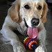 chicagodogpads posted a photo: chicagodogpads posted a photo: