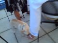 Paws