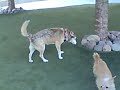 Lake Shore East Dog Park