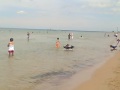 Chicago's Montrose Dog Beach