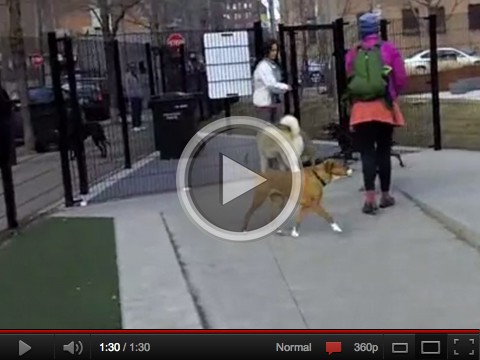 West Loop Dog Park (Mary Bartelme Park)